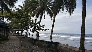 Cocotiers en bordure de mer à Limbé
