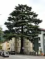 Un vieux spécimen en Autriche. C'est un arbre bien adapté au climat de l'Europe occidentale, il pousse vigoureusement et peut atteindre une taille considérable.