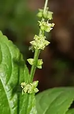 fleurs mâles