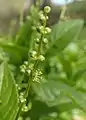 épi de fleurs mâles en train de s'ouvrir