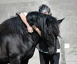 Tête d'un cheval noir à la crinière abondante, un homme ayant la tête cachée par son encolure, ses bras l'entourant.