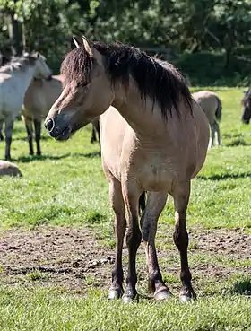 Poney de Dülmen en liberté