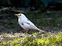 Oiseau au bec jaune, pattes roses, yeux noirs et plumage presque entièrement blanc