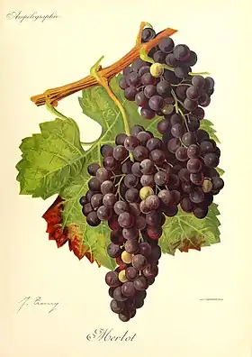 Image illustrative de l’article Merlot