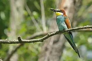 Le Guêpier d'Europe (Merops apiaster) est un migrateur.