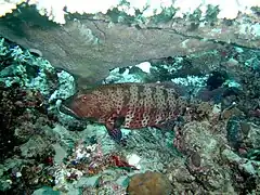 Plectropomus pessuliferus (Mérou) se reposant sous le corail.