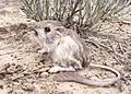 Rat-kangourou de Merriam