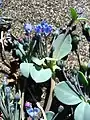 Mertensia maritima sur la grève au nord d'Upernavik