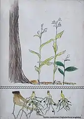 Dessin aux crayons de couleurs montrant trois plants à proximité d'un arbre et leurs racines entremếlées au sein desquelles des nœuds mycorhiziens sont schématisés.