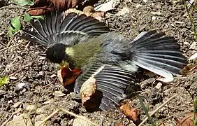 Juvénile se séchant au soleil après un bain.