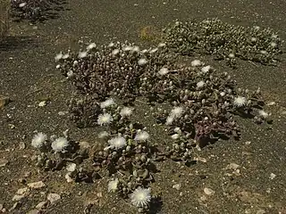 Réserve naturelle de Goegap (en), Namaqualand, Cap-Nord, Afr. du Sud