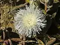 Mesembryanthemum crystallinum Namaqualand