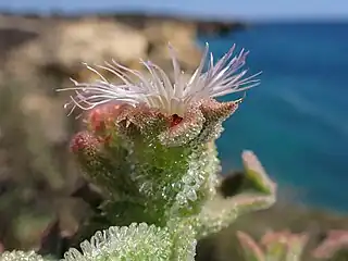 Fleur, profil