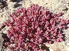 Plante en touffe compacte sur un sol volcanique à Lanzarote.