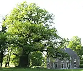 Le chêne pédonculé de Mesnil-Église.