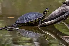 Description de l'image Meso-American slider (Trachemys venusta venusta) Cayo.jpg.