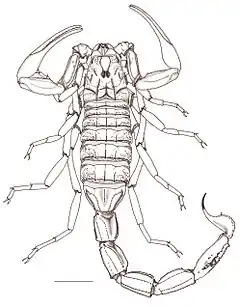 Description de l'image Mesobuthus longichelus female.jpg.
