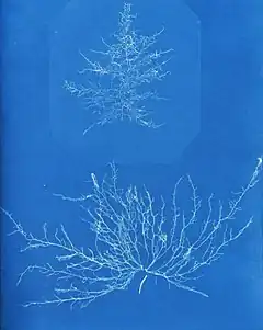 Cyanotype de Nemalion elminthoides.