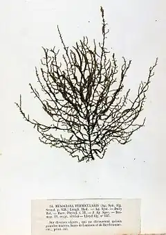 Mesogloia vermiculata (du genre Mesogloia, famille des Chordariaceae), planche de l'herbier des frères Pierre-Louis et Hippolyte-Marie Crouan.