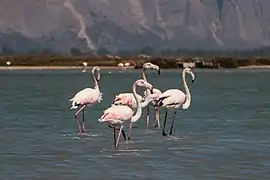 Flamants roses dans le lagon de Missolonghi.