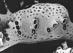 Description de l'image Mesonea radians.jpg.
