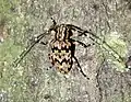 Mesosa sp. ???