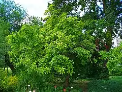 Arbre en été