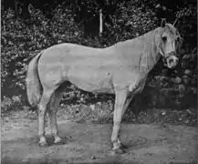 Photo d'un cheval vu de profil, en noir et blanc