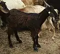 Chèvre de race messinese en Sicile.