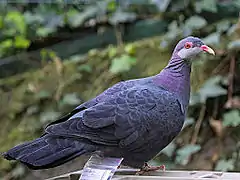 Columba vitiensis