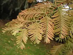Metasequoia glyptostroboides en automne avant leur chute