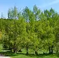 Des metasequoia glyptostroboides.