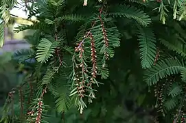 Metasequoia glyptostroboides