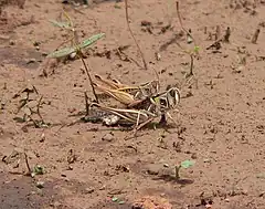 Metaxymecus gracilipes (Acrididae) en cours d'accouplement