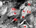 Fig.4 - Metepeira incrassata, deuxième paire (2), autre vue, détails. Dc, cellule canaliculaire ; Ex, cavité extracellulaire (réservoir) contenant le canalicule récepteur (flèches rouges ) et bordée de microvilli (Mv) ; N, noyau d'adénocyte.