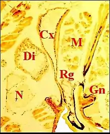 Fig. 8 -  Metepeira incrassata : 6e paire (6). Cx, glande coxale proprement dite ; D, son canal ; Di, diverticule intestinal ; Gn, gnathocoxa ; M, muscles