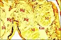 Fig.9 - Metepeira incrassata, glande rétrognathocoxale 1