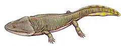Metoposaurus, un métoposauridé