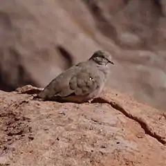 Description de l'image Metriopelia aymara - Golden-spotted ground dove.jpg.