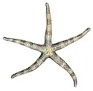 Metrodira subulata