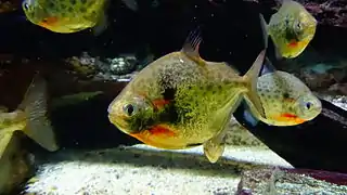 Banc de Metynnis lippincottianus a l'Aquarium du palais de la Porte Dorée Paris/France