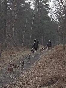 Vue d'une meute de chiens avec deux cavaliers.