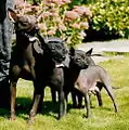 Le xoloitzcuintle existe en trois tailles.