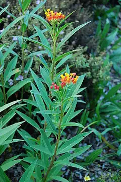 Description de l'image Mexican Butterfly Weed Asclepias curassavica Plant 2000px.JPG.