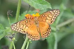 Description de l'image Mexican Fritillary (Euptoieta hegesia) dorsal.jpg.