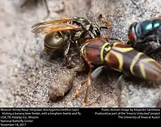 Brachygastra mellifica