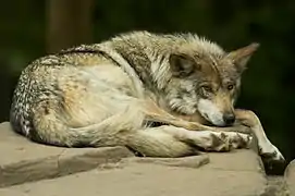 Un loup du Mexique au repos au zoo du Minnesota.