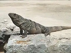 Ctenosaura similis adulte du Yucatan (Mexique).