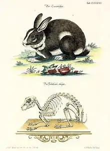 Dessin ancien montrant un lapin et en dessous son squelette