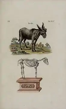 Anatomie d'un âne en 1752